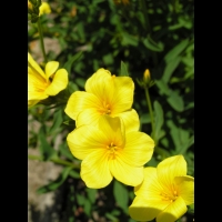 Lin - Linum Campanulatum (fam Linacees) (Europe meridionale) (12)